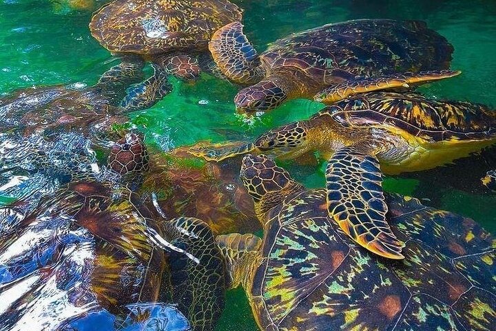 A Half Day Private Nungwi Village Tour (With Turtles Aquarium)