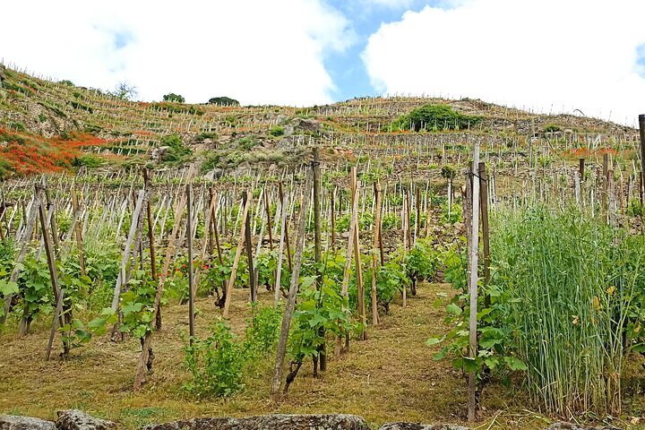 Guided Day Tour and Wine Tasting Northern Rhône Valley
