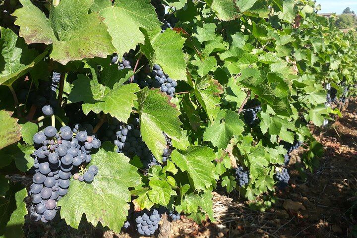 Guided Day Tour and Wine Tasting Northern Rhône Valley