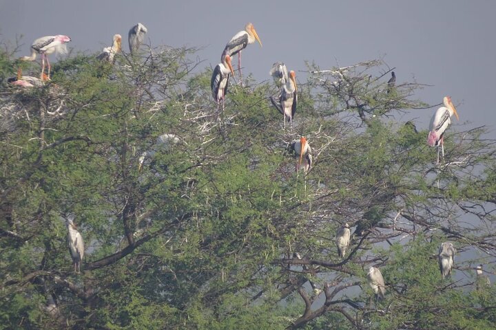 Bird Watching at Nandur Madhyameshwar Wildlife Sanctuary Nashik
