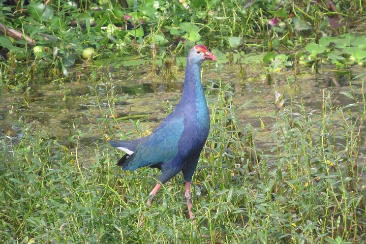 Bird Watching at Nandur Madhyameshwar Wildlife Sanctuary Nashik