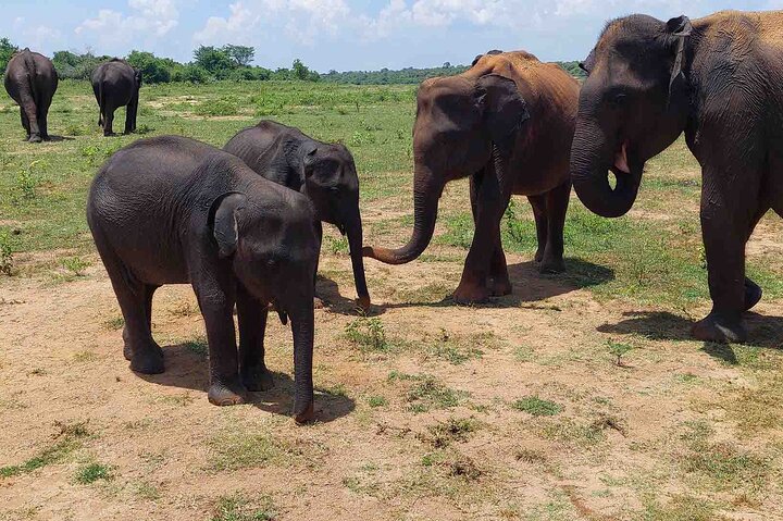 Udawalawe National Park Half Day Jeep Safari (Private Tour)