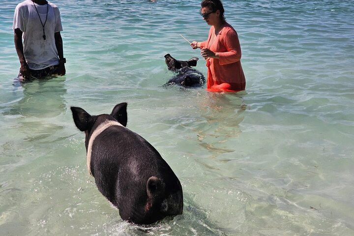 Nassau 3-stops: Snorkeling, Swimming Pigs, Turtles & Lunch