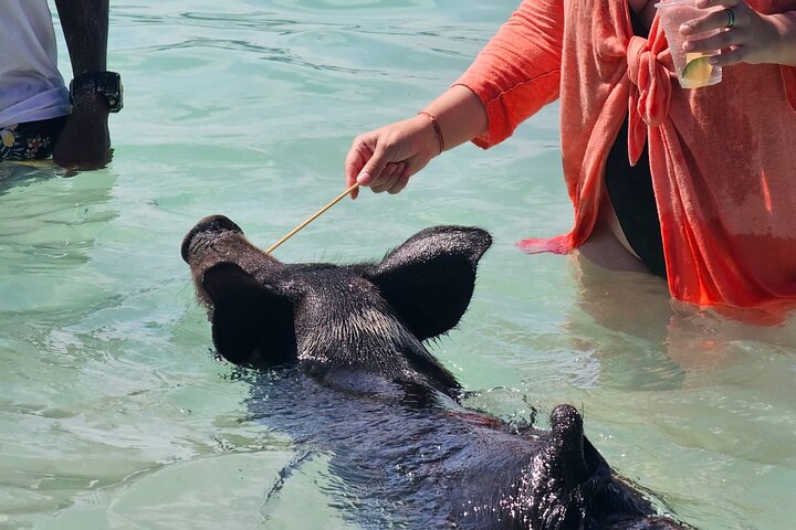 Nassau 3-stops: Snorkeling, Swimming Pigs, Turtles & Lunch