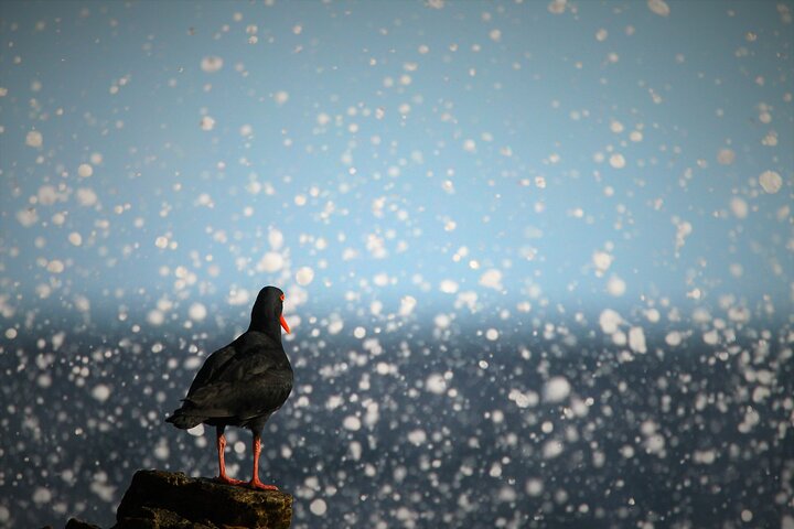 Hermanus & Overberg Birding