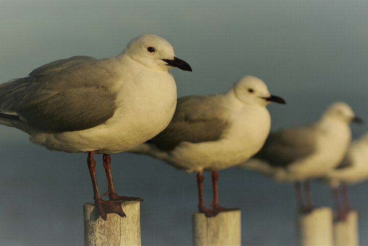 Hermanus & Overberg Birding
