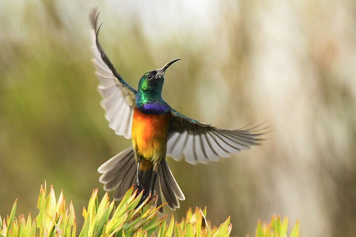 Hermanus & Overberg Birding