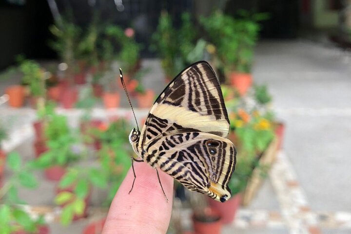 City tour express, Butterfly, tequila, river and beach (free kids)