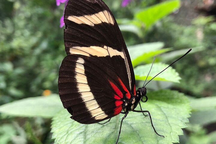 City tour express, Butterfly, tequila, river and beach (free kids)
