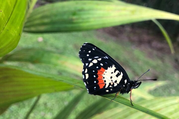 City tour express, Butterfly, tequila, river and beach (free kids)