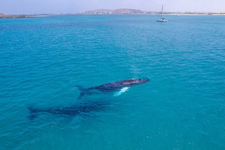 Catamaran Sailing Tour or Whale Watching at Boa Vista