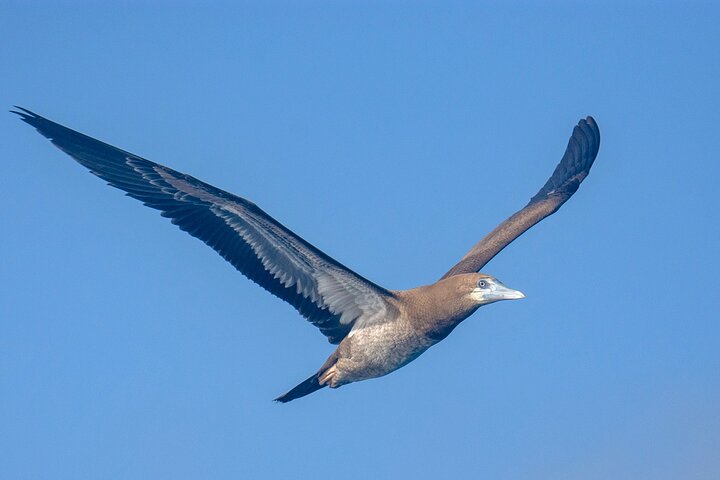 Catamaran Sailing Tour or Whale Watching at Boa Vista
