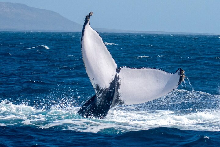 Catamaran Sailing Tour or Whale Watching at Boa Vista
