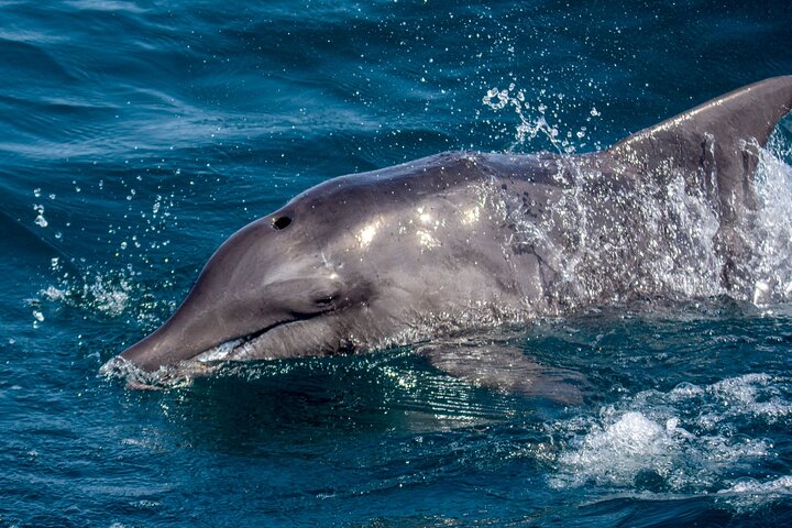 Catamaran Sailing Tour or Whale Watching at Boa Vista