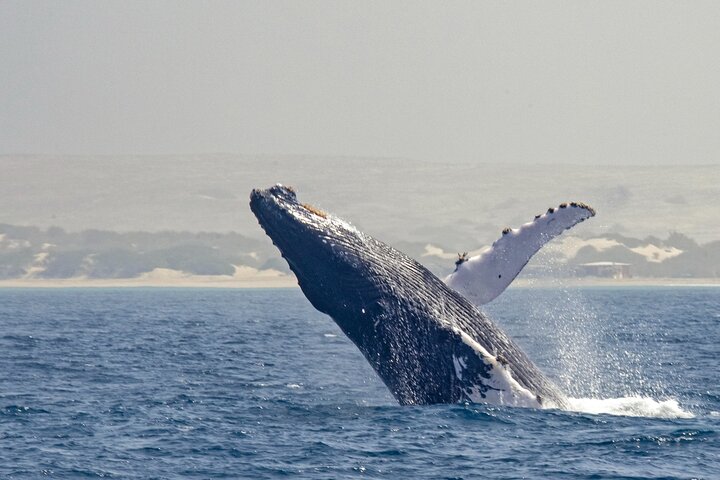 Catamaran Sailing Tour or Whale Watching at Boa Vista