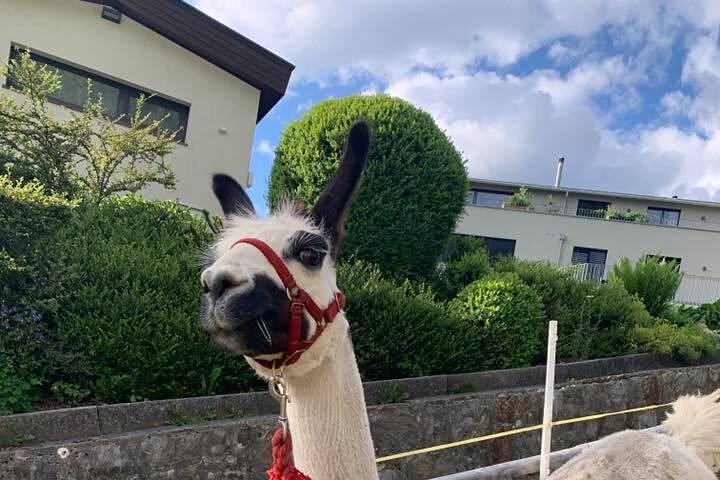 Llama hike through the wonderful Liechtenstein mountains