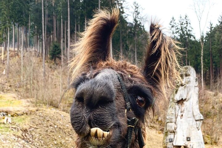 Llama hike through the wonderful Liechtenstein mountains