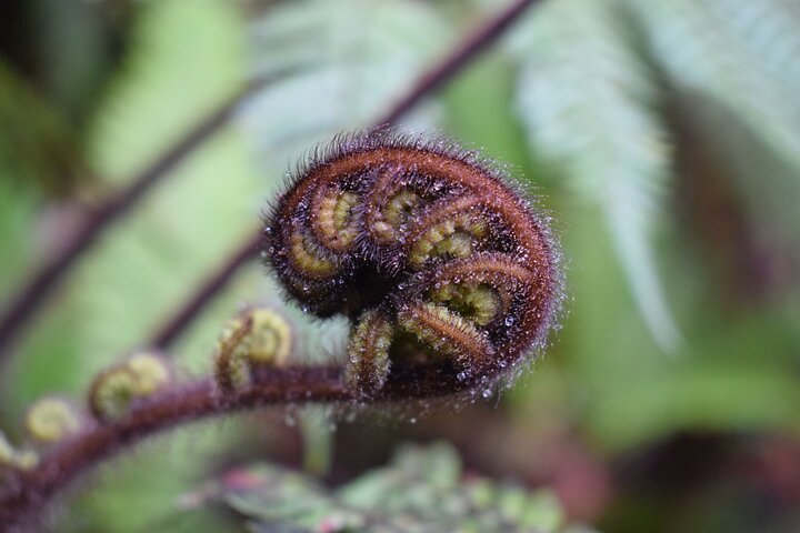 Cruise & Rainforest Walk - Franz Josef Glacier