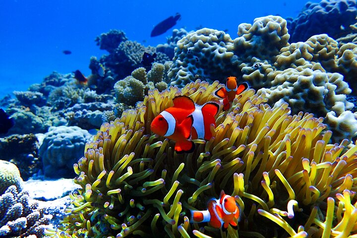 Okinawa: Scuba Diving Tour with Wagyu BBQ Lunch and English guide