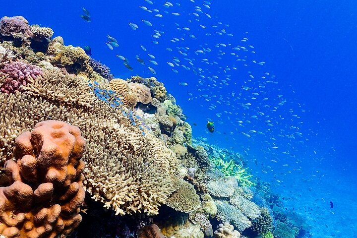 Okinawa: Scuba Diving Tour with Wagyu BBQ Lunch and English guide