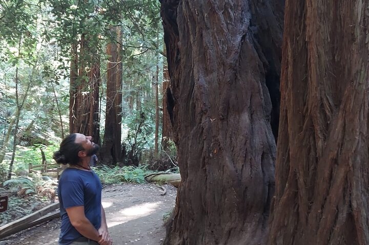 Muir Woods and Sausalito Small Group Tour