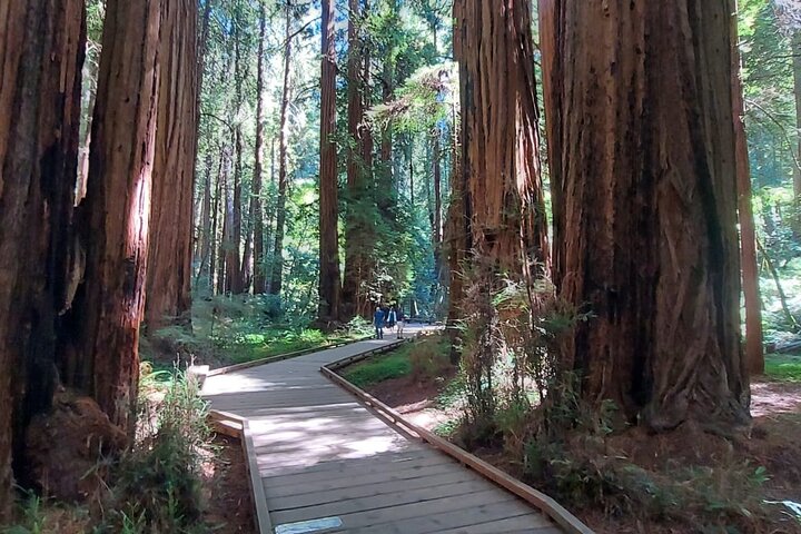Muir Woods and Sausalito Small Group Tour