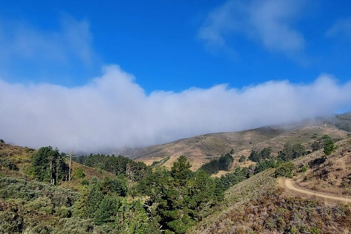 Muir Woods and Sausalito Small Group Tour