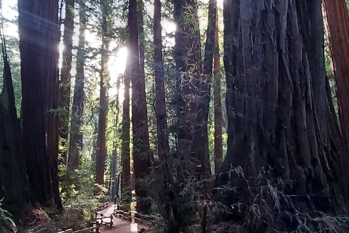 Muir Woods and Sausalito Small Group Tour