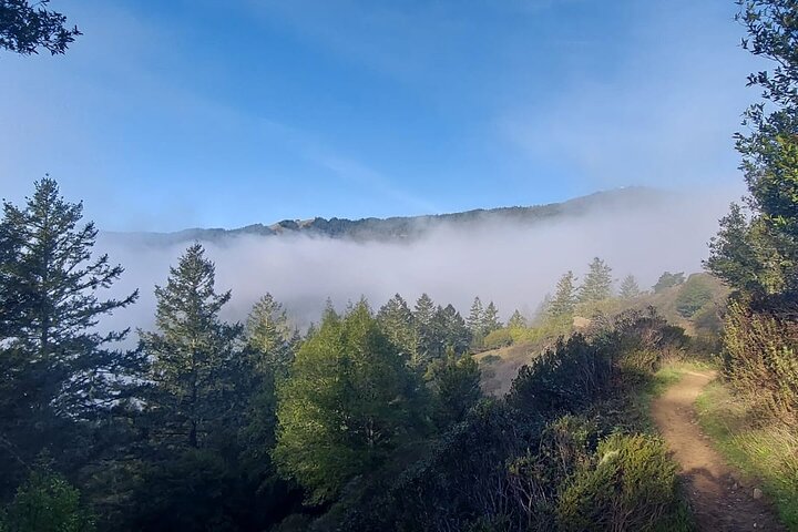 Muir Woods and Sausalito Small Group Tour