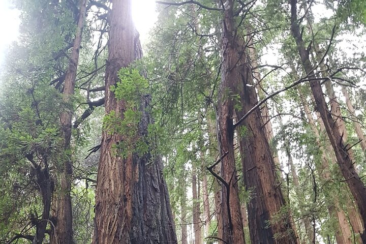 Muir Woods and Sausalito Small Group Tour