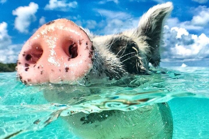 3 Islands Tour, Swim with Pigs, Turtles, Snorkelling & lunch