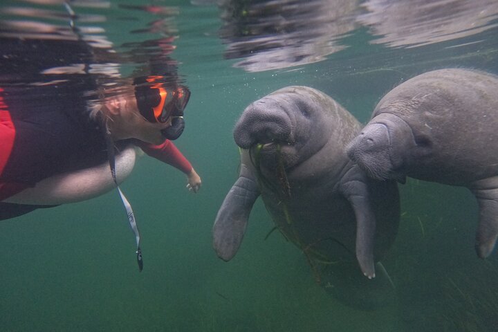3 Hour Small Group All Inclusive Manatee Swim with free Photo pkg