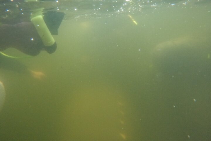 3 Hour Small Group All Inclusive Manatee Swim with free Photo pkg