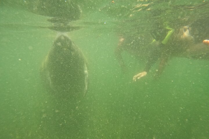 3 Hour Small Group All Inclusive Manatee Swim with free Photo pkg