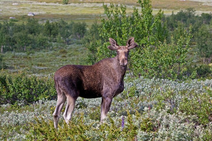 Moose safari adventure on ebike