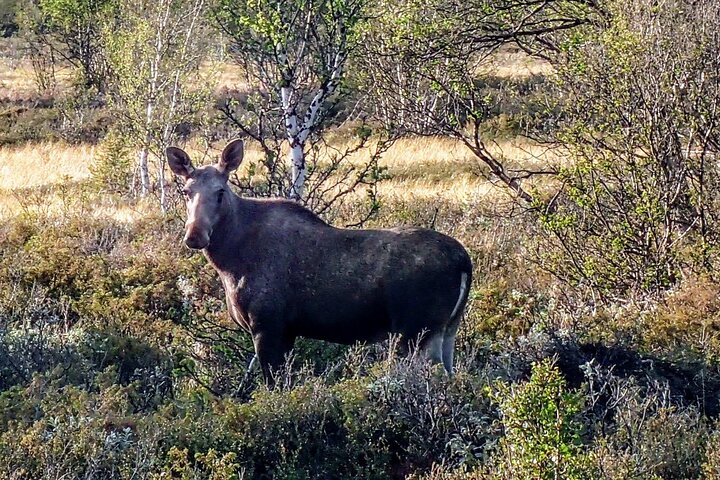 Moose safari adventure on ebike