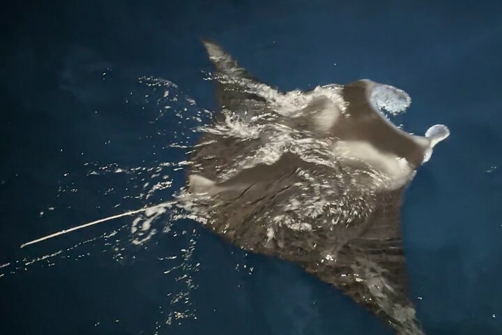 Big Island: Manta Ray Night Snorkeling Adventure in Kailua-Kona