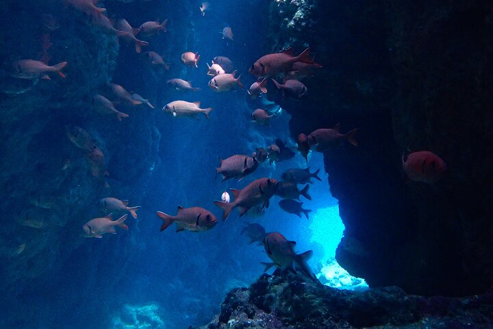 Okinawa Scuba Diving For Certified Divers (3 boat dives + Lunch)