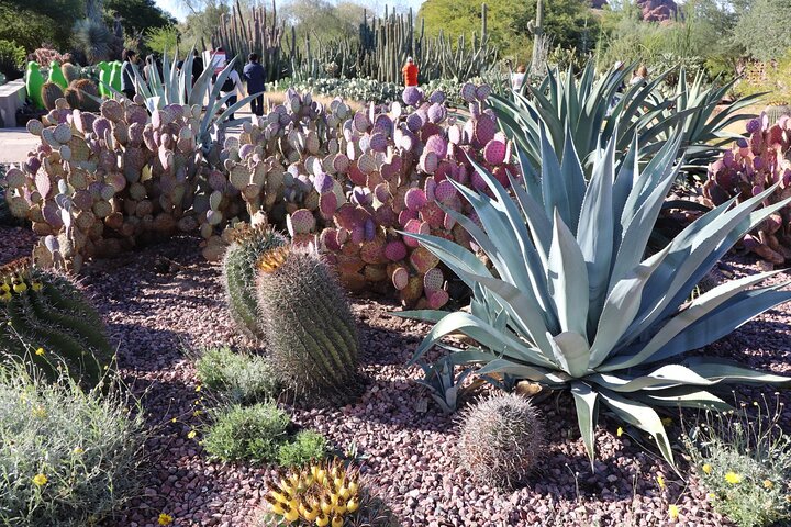 Saguaro National Park Self-Guided Driving Audio Tour