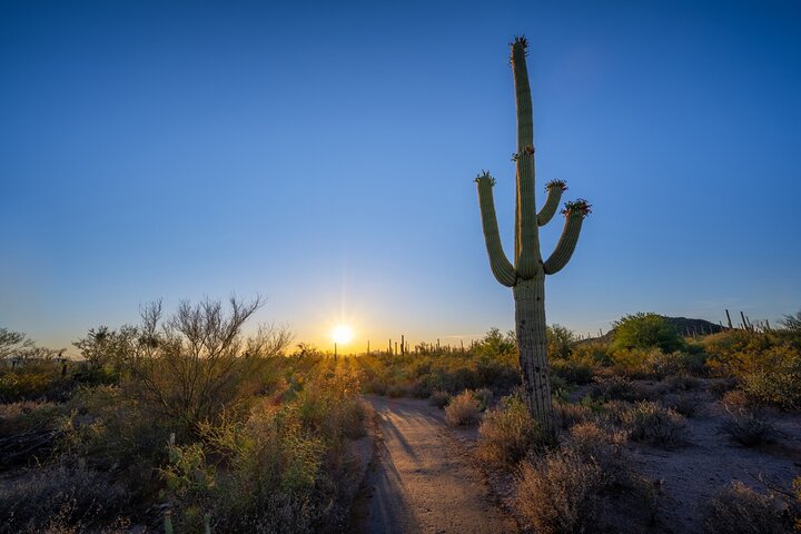 Saguaro National Park Self-Guided Driving Audio Tour