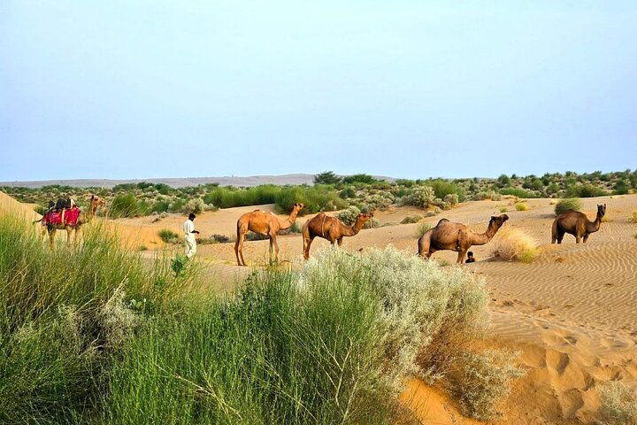 Nomadic Non-Touristic Overnight Tour & camel Safari