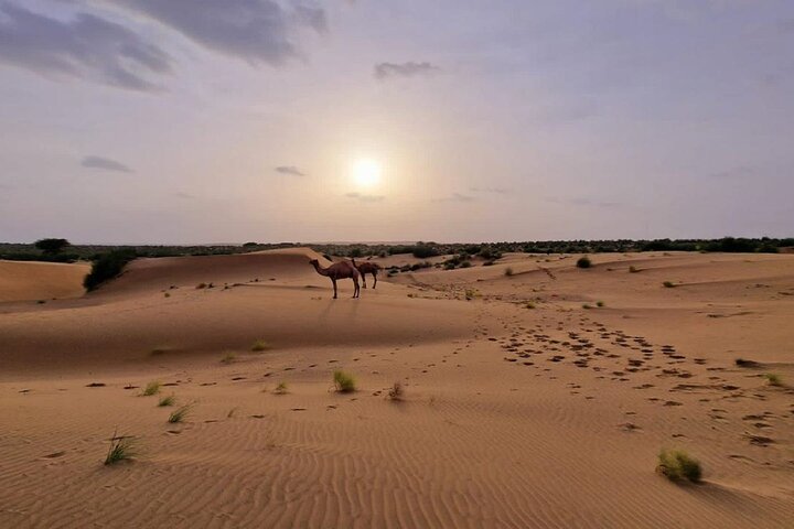 Nomadic Non-Touristic Overnight Tour & camel Safari