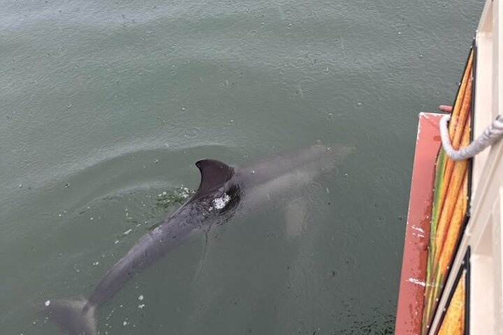 Cocoa Beach Dolphin and Wildlife Tour