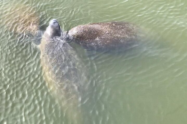 Cocoa Beach Dolphin and Wildlife Tour
