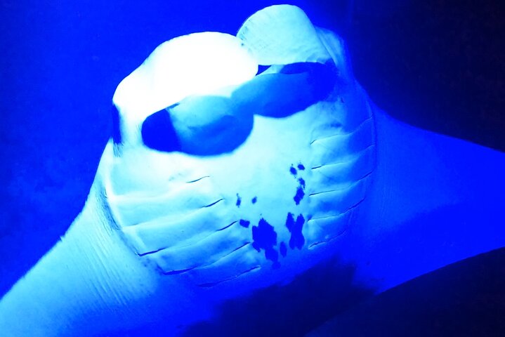 Big Island: Manta Ray Night Snorkeling Adventure in Kailua-Kona