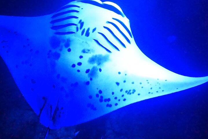 Big Island: Manta Ray Night Snorkeling Adventure in Kailua-Kona