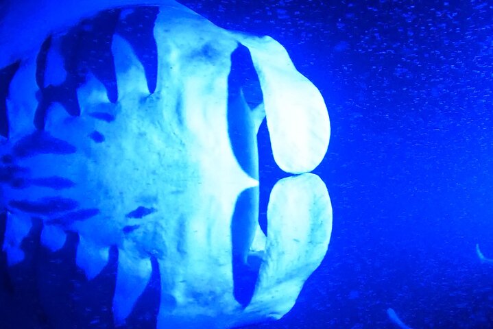 Big Island: Manta Ray Night Snorkeling Adventure in Kailua-Kona
