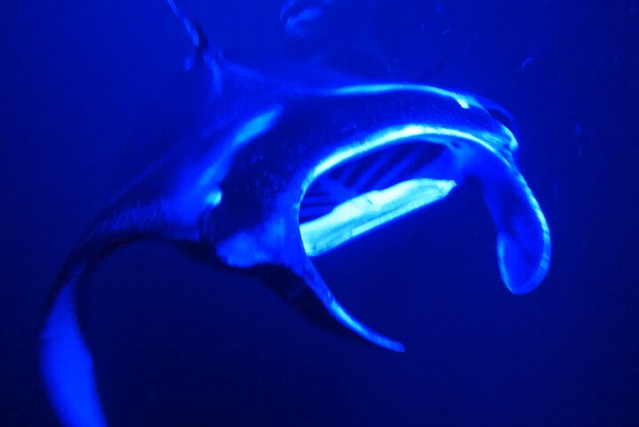 Big Island: Manta Ray Night Snorkeling Adventure in Kailua-Kona