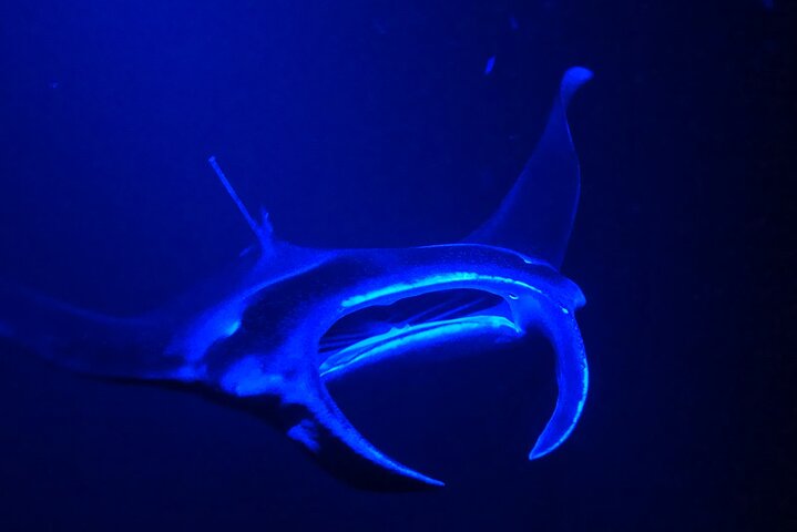 Big Island: Manta Ray Night Snorkeling Adventure in Kailua-Kona