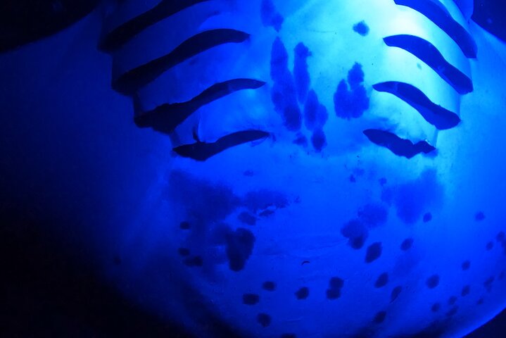 Big Island: Manta Ray Night Snorkeling Adventure in Kailua-Kona